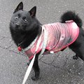室内小型犬にケージ…