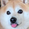 瞳が大きく可愛らし…