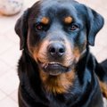 犬が凶暴な性格にな…