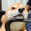 膝の上でくつろぐ犬→…