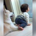 『秋田犬と赤ちゃん…