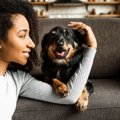 犬にとって効果的な…