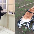 『神ってる犬』大賞！