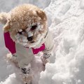 犬を『北海道の雪の…