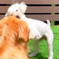 犬が大好きな相棒に…