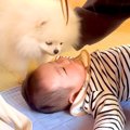 犬と猫が初めて『赤…