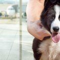 犬を飛行機に乗せて…