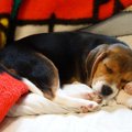犬のテンションが異…