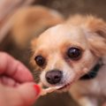 犬に人間の食べ物を…