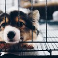 犬に『精神的ダメー…