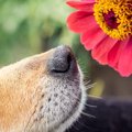 徹底解説！犬にも『…