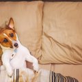 犬の脳梗塞の症状や…