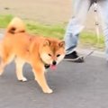 散歩中の犬に内緒で…