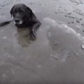 凍った河に犬が落ち…