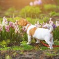 犬が食べると危険な…