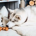 犬に絶対に食べさせ…