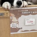 『トリミング後の犬…