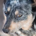 『犬が懐いてくれな…