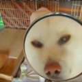 虫メガネで秋田犬を…
