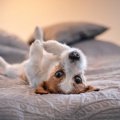 部屋が犬臭い…！ニオ…