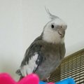 動物病院あるある