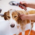 犬はなぜシャワーを…