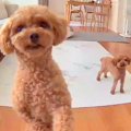 犬2匹のお留守番を隠…