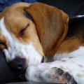 犬の睡眠時間は平均…