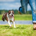 犬をノーリードにす…