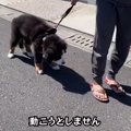 生後3ヶ月半の大型犬…