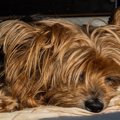 犬の子宮蓄膿症が食…