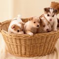 犬の値段について。…