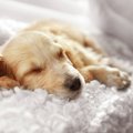 犬がリラックスでき…