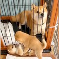 『犬だけにワンオペ…