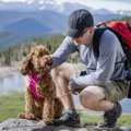 犬が『ハアハア』呼…
