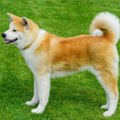 ザギトワ、秋田犬の…