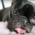 愛犬の食事風景をお…