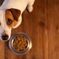 犬も高脂血症になる…