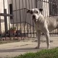 車に当たった犬の保…