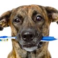 犬の口臭がひどい時…