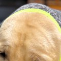 寒がりな大型犬のた…