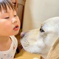 1歳の女の子が『大型…