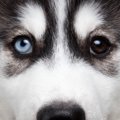 見た目が印象的な犬…