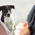 犬が食事中の飼い主…