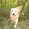 犬にハーブを与えて…
