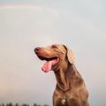 亡くなった犬にでき…