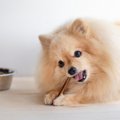 あるある～！犬を飼…