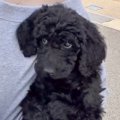 片腕で軽々と抱っこ…