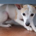 地震から愛犬を守る…