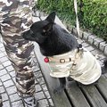 散歩の仕方を工夫す…